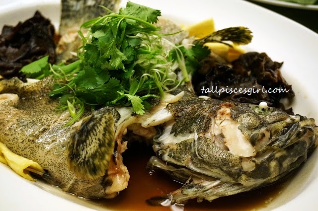 Steamed Dragon Garoupa with Bean Curds and Black Fungus in King Soy Sauce (鲜竹云耳蒸龙虎斑)