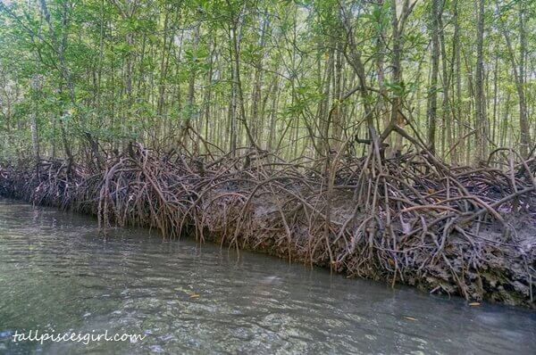 Mangrove swamp @ Ao Thalane: Never short of mangrove trees here