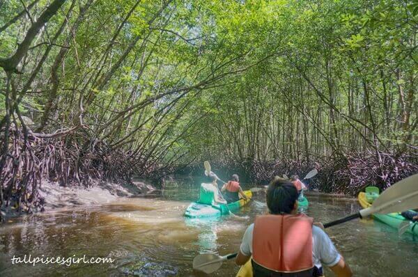 Embraced by mangrove trees - feeling so secure