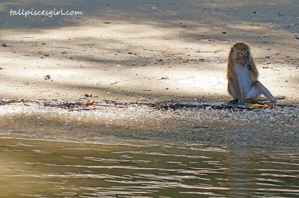 Monkey watching @ Ao Thalane