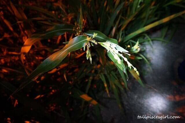 Night trekking @ Belum Rainforest Resort