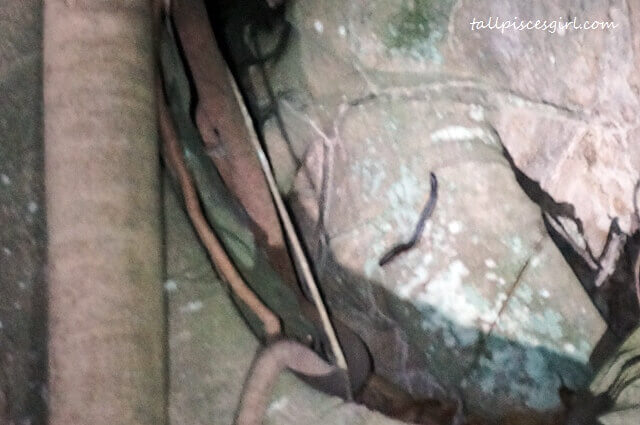 Discovered a giant millipede!