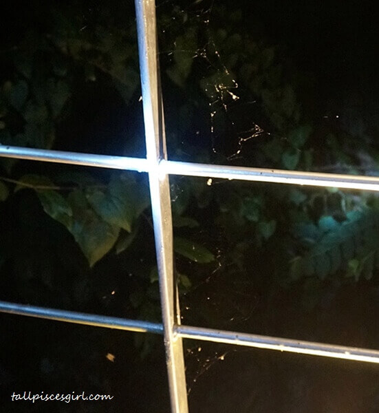 Remember to admire the beautiful patterns of spider webs. My photo definitely didn't do justice to it.