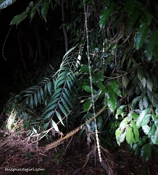 Rattan trees a.k.a. rotan