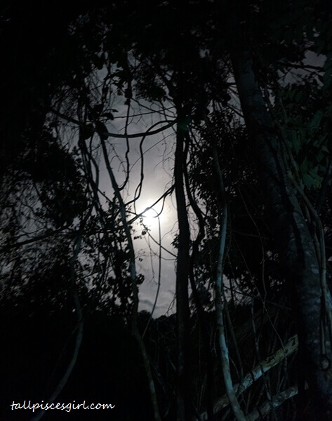 A glimpse of the moon in the middle of the jungle