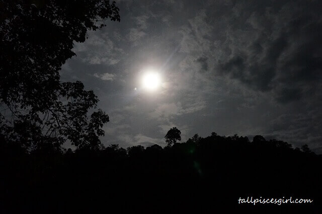 A scene taken from Jungle Book?