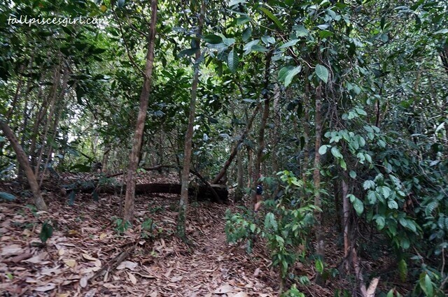 Into the jungle we went!