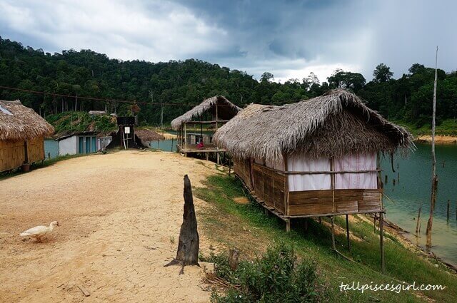 Livestock roam freely here