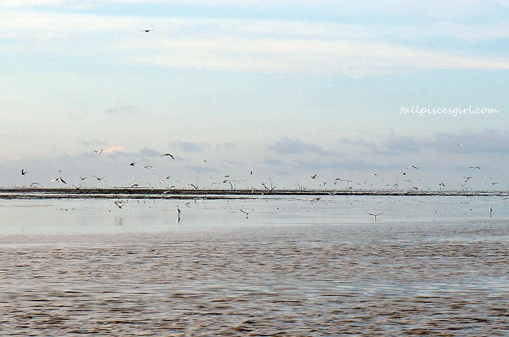 Witness egrets flying freely across the sky