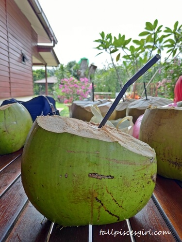 Coconut water to tone down the temperature | Experience Kampung Life at Rimba Alor Orchard Villas Melaka Coconut water to tone down the temperature