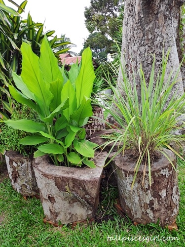Hollow tree barks turned into flower or plant pots | Experience Kampung Life at Rimba Alor Orchard Villas Melaka Hollow tree barks turned into flower or plant pots
