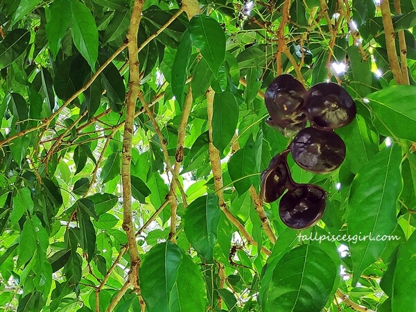 Pokok Jering a.k.a. Jengkol | Experience Kampung Life at Rimba Alor Orchard Villas Melaka Pokok Jering a.k.a. Jengkol
