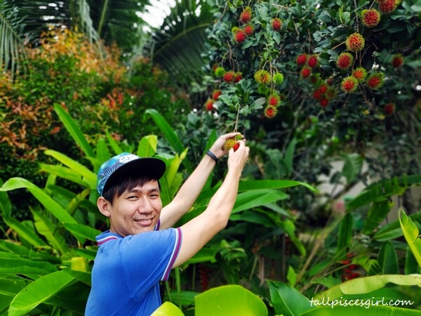 Rambutan plucking experience for the city folks | Experience Kampung Life at Rimba Alor Orchard Villas Melaka Rambutan plucking experience for the city folks