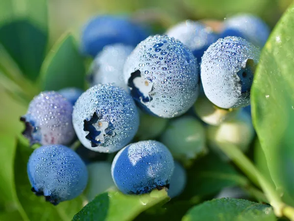 Plump Washington blueberries | 9 Things You Need to Know About Washington Blueberries Plump Washington blueberries